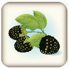 Blackberries